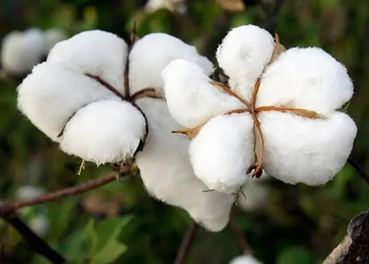 Algodon algodón natural